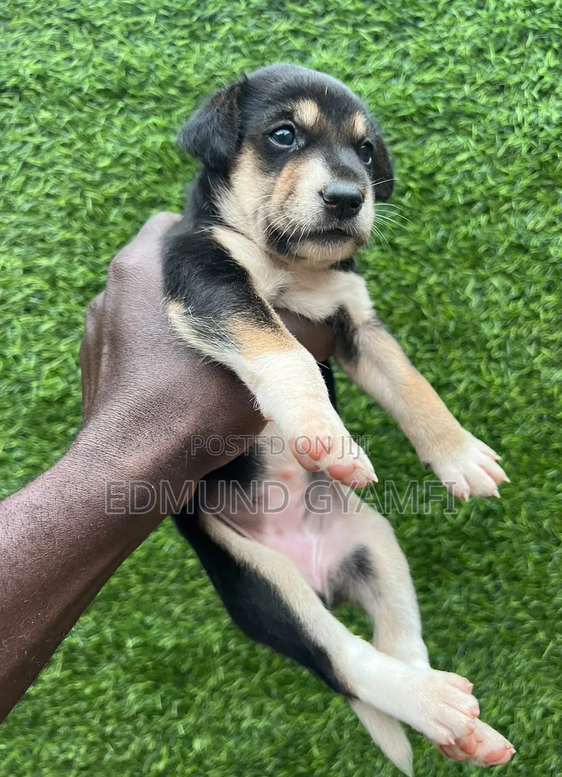 0-1 month Female Mixed Breed Mongrel (No Breed)