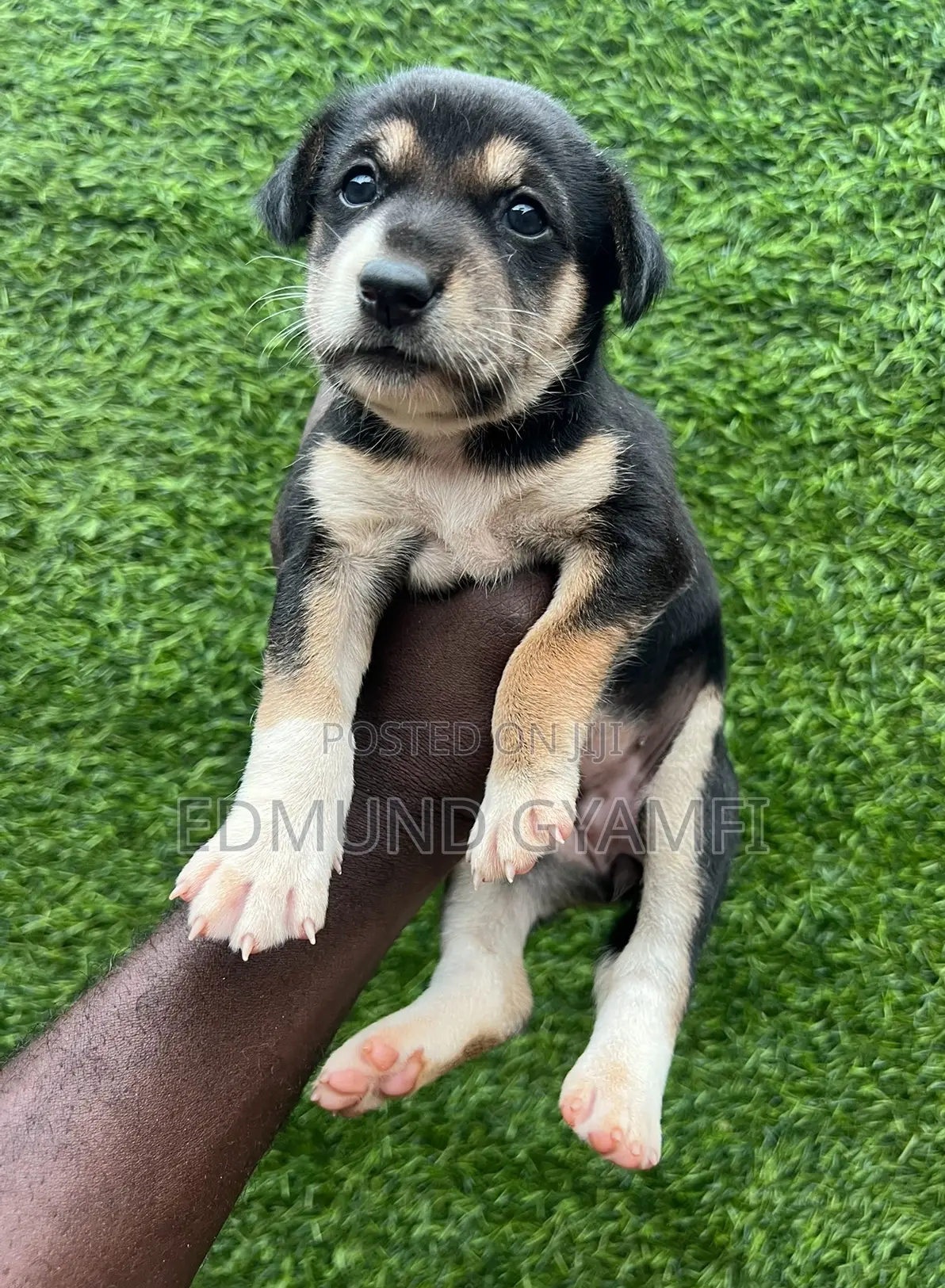 0-1 month Female Mixed Breed Mongrel (No Breed)