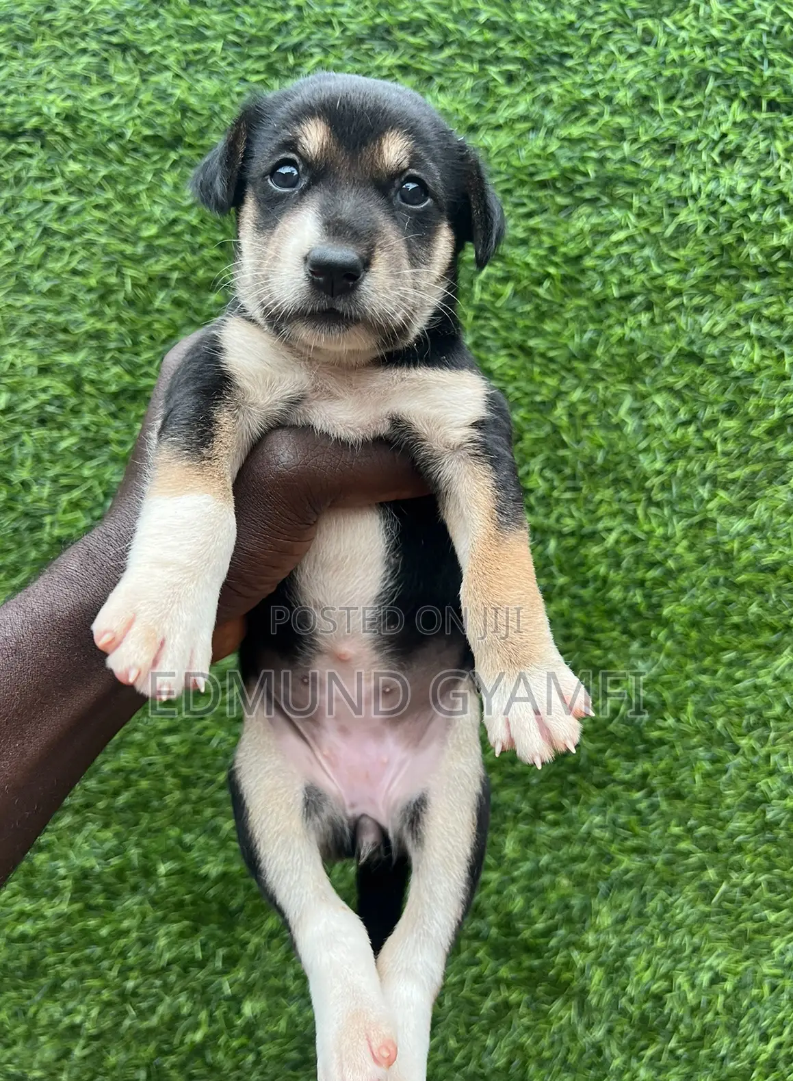 0-1 month Female Mixed Breed Mongrel (No Breed)