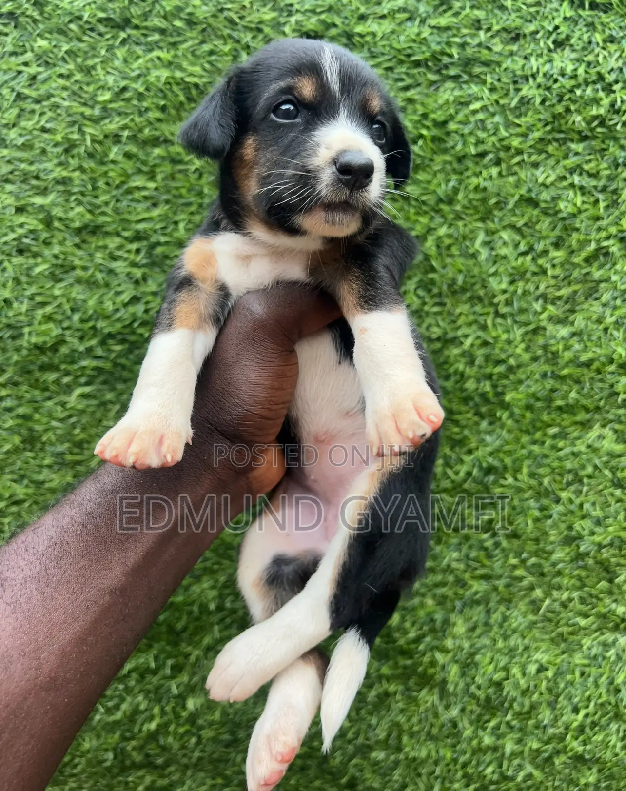 0-1 month Female Purebred Mongrel (No Breed)