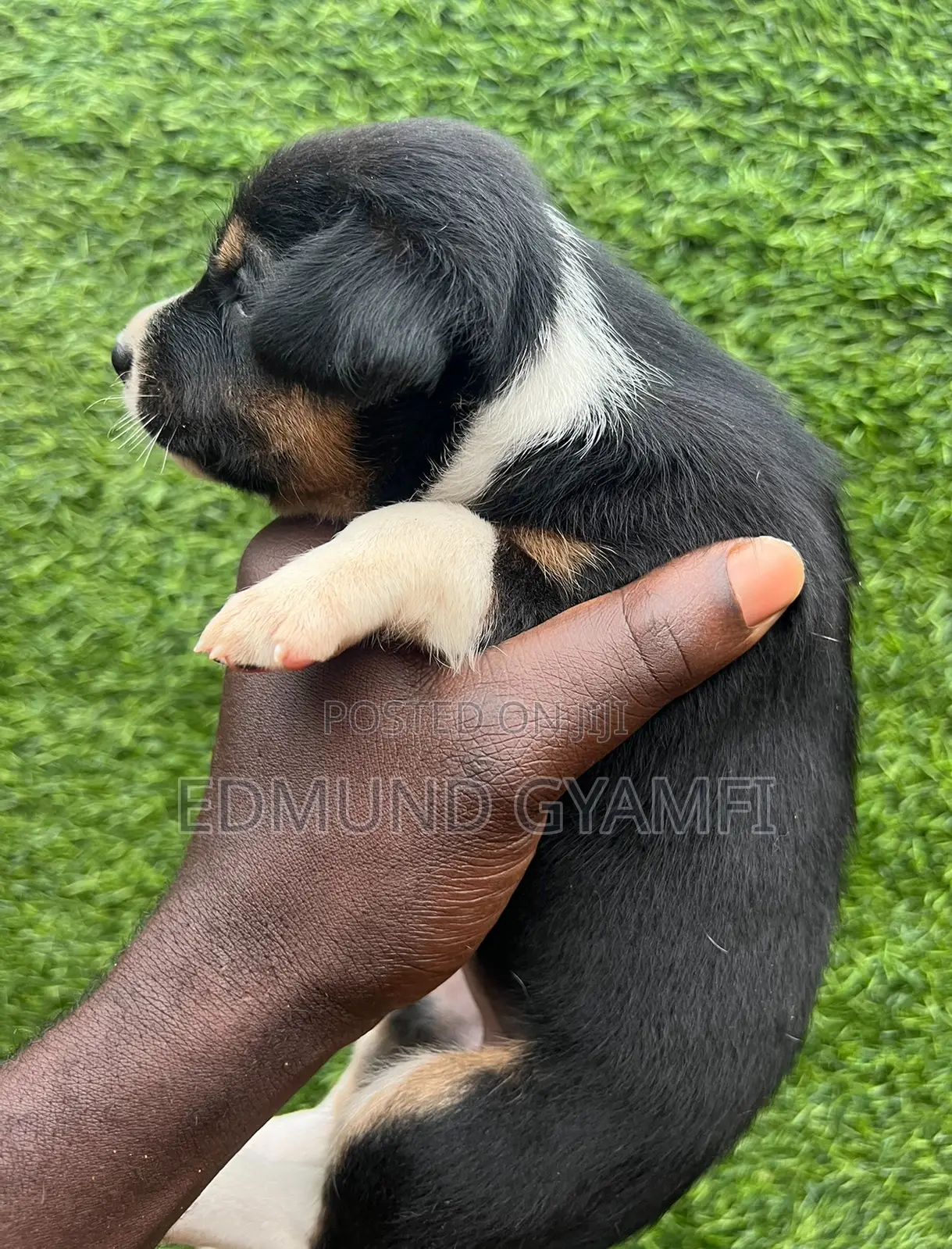 0-1 month Female Purebred Mongrel (No Breed)