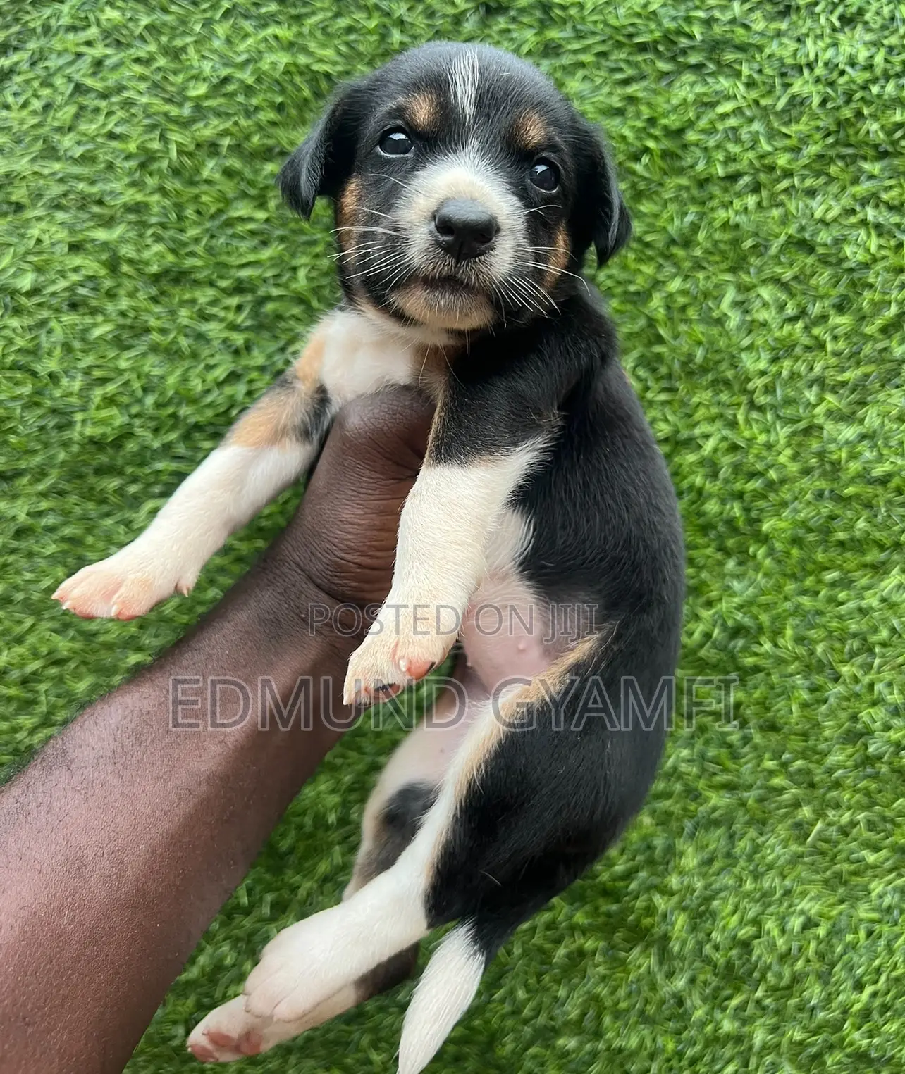 0-1 month Female Purebred Mongrel (No Breed)