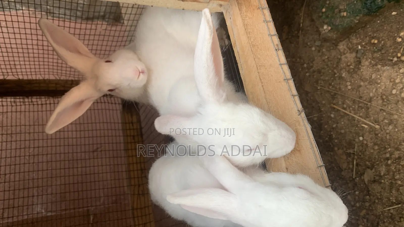 Rabbit for Sale
