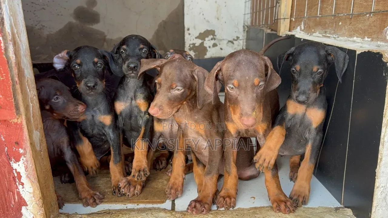 1-3 months Male Purebred Doberman Pinscher