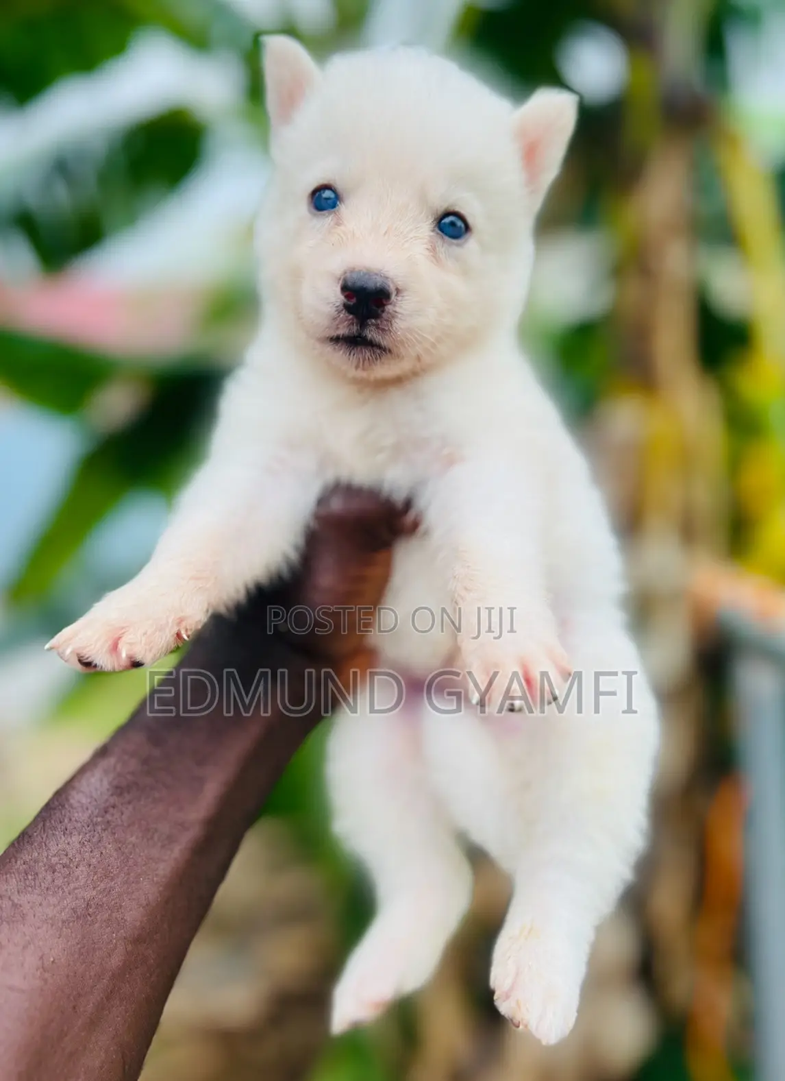 1-3 months Male Purebred Siberian Husky