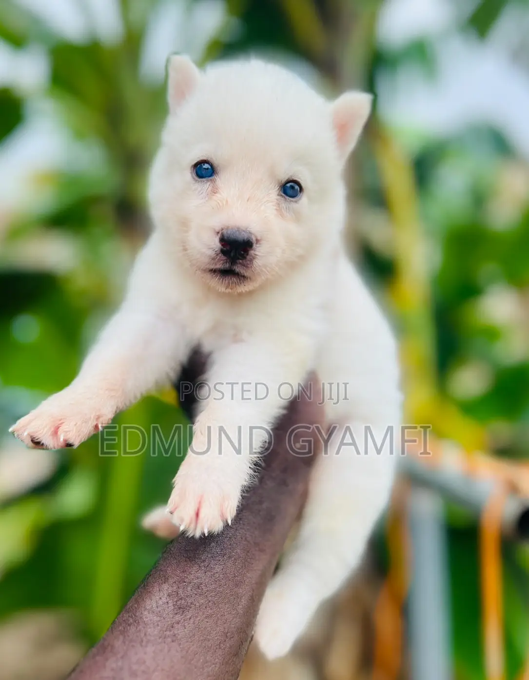 1-3 months Male Purebred Siberian Husky