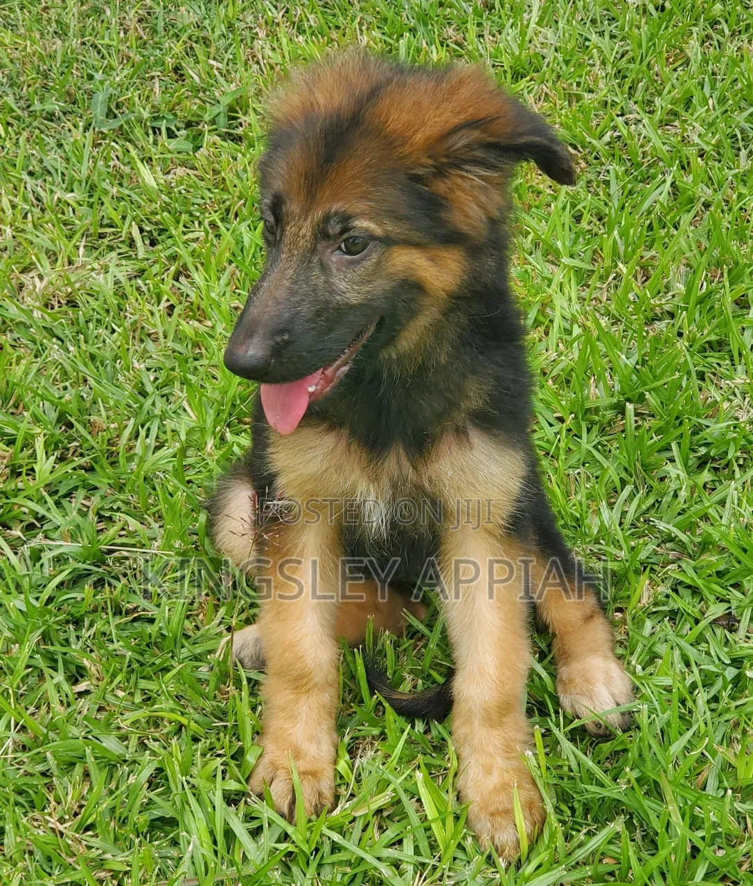 1-3 months Female Purebred German Shepherd