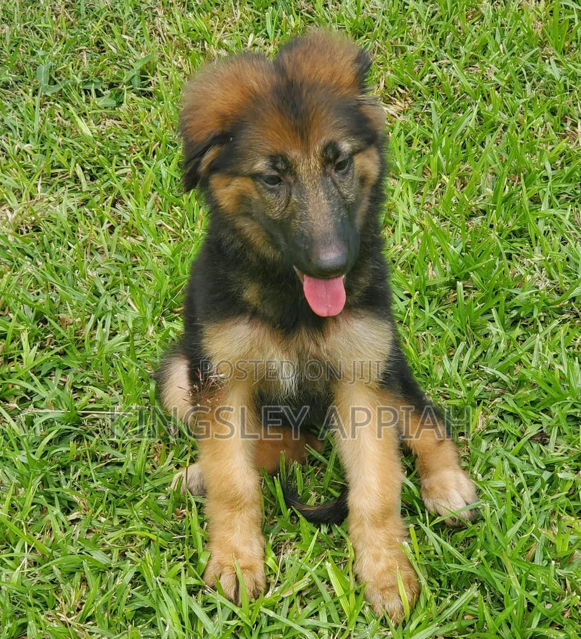 1-3 months Female Purebred German Shepherd