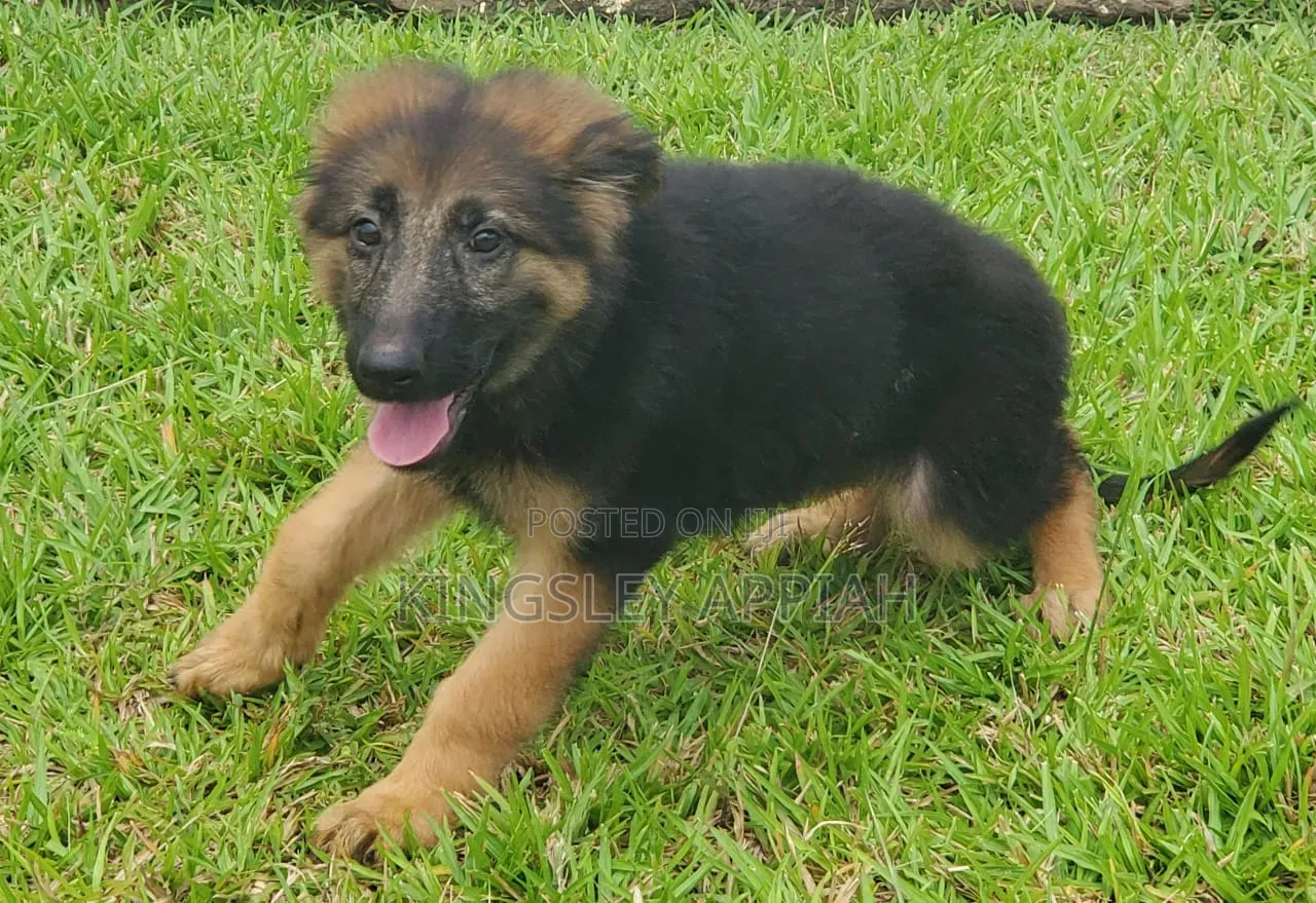 1-3 months Female Purebred German Shepherd