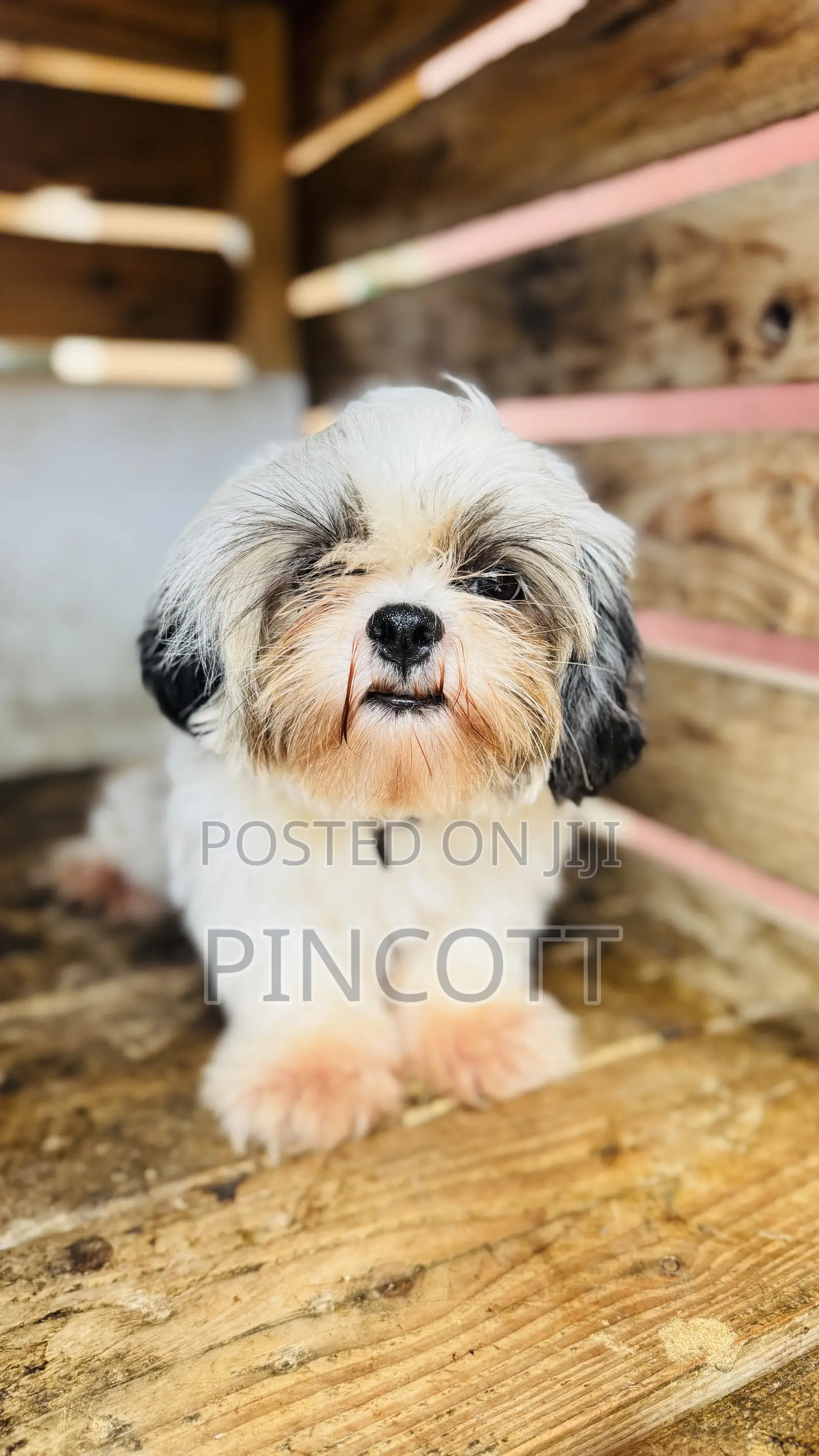 3-6 months Female Purebred Shih Tzu