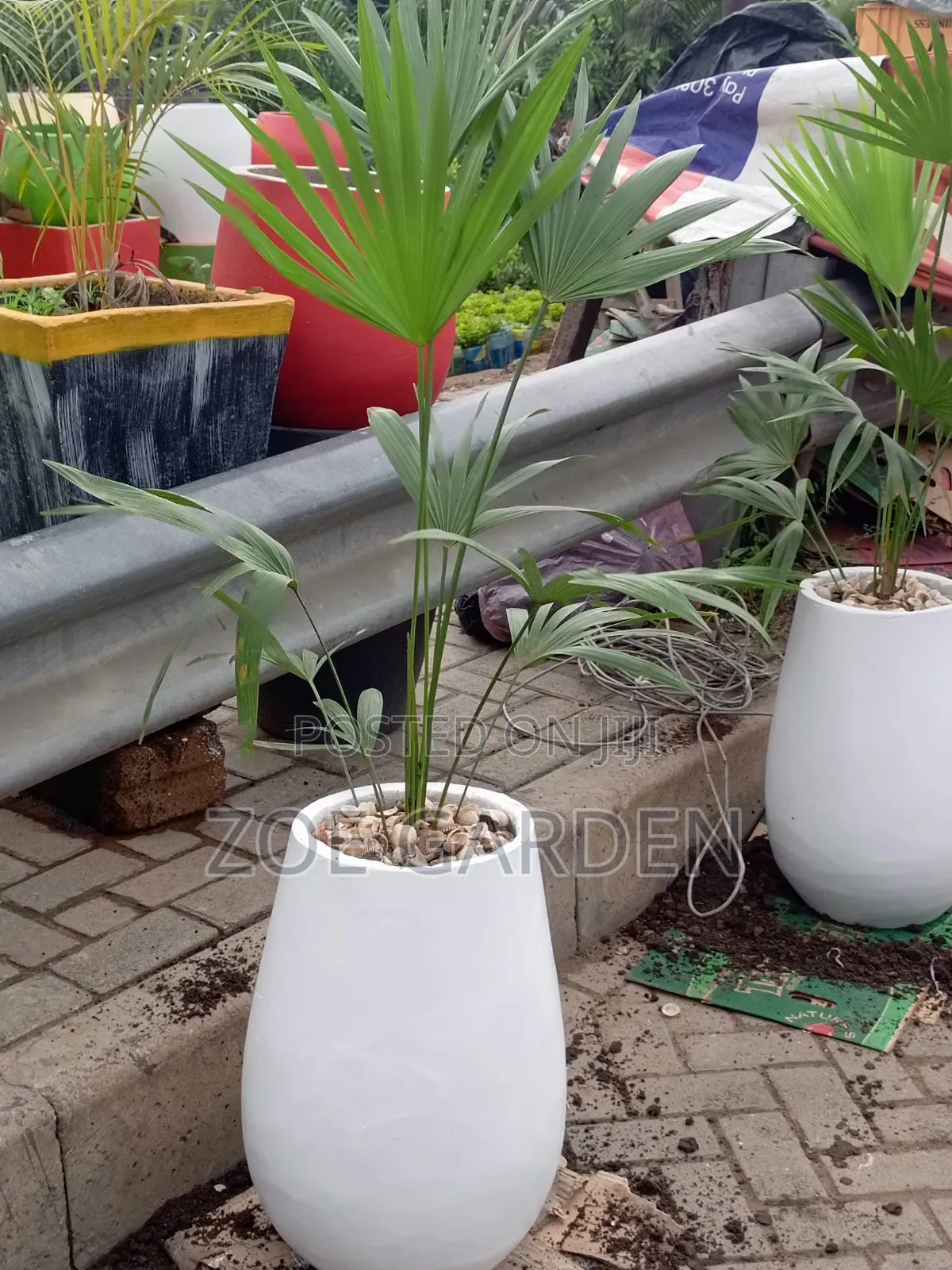 Fan Palm and Pot