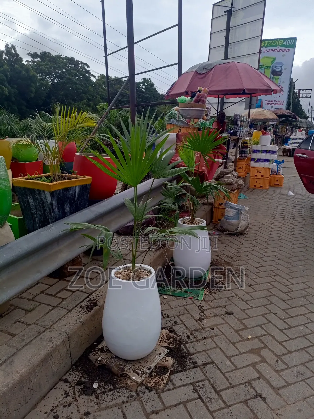 Fan Palm and Pot