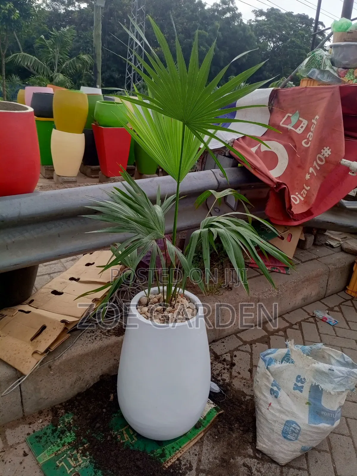 Fan Palm and Pot