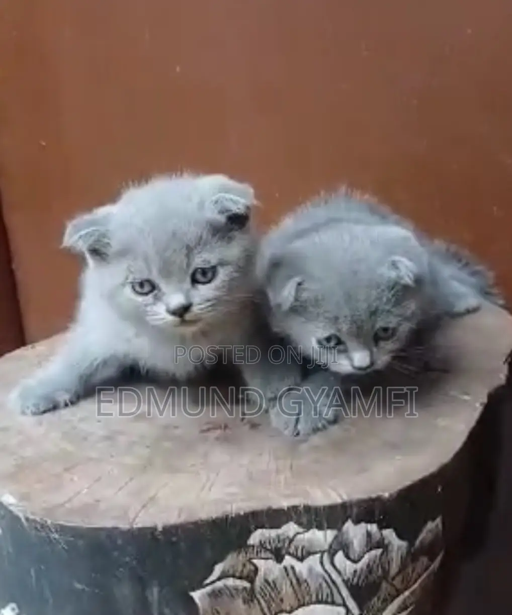 1-3 months Female Purebred Scottish Fold