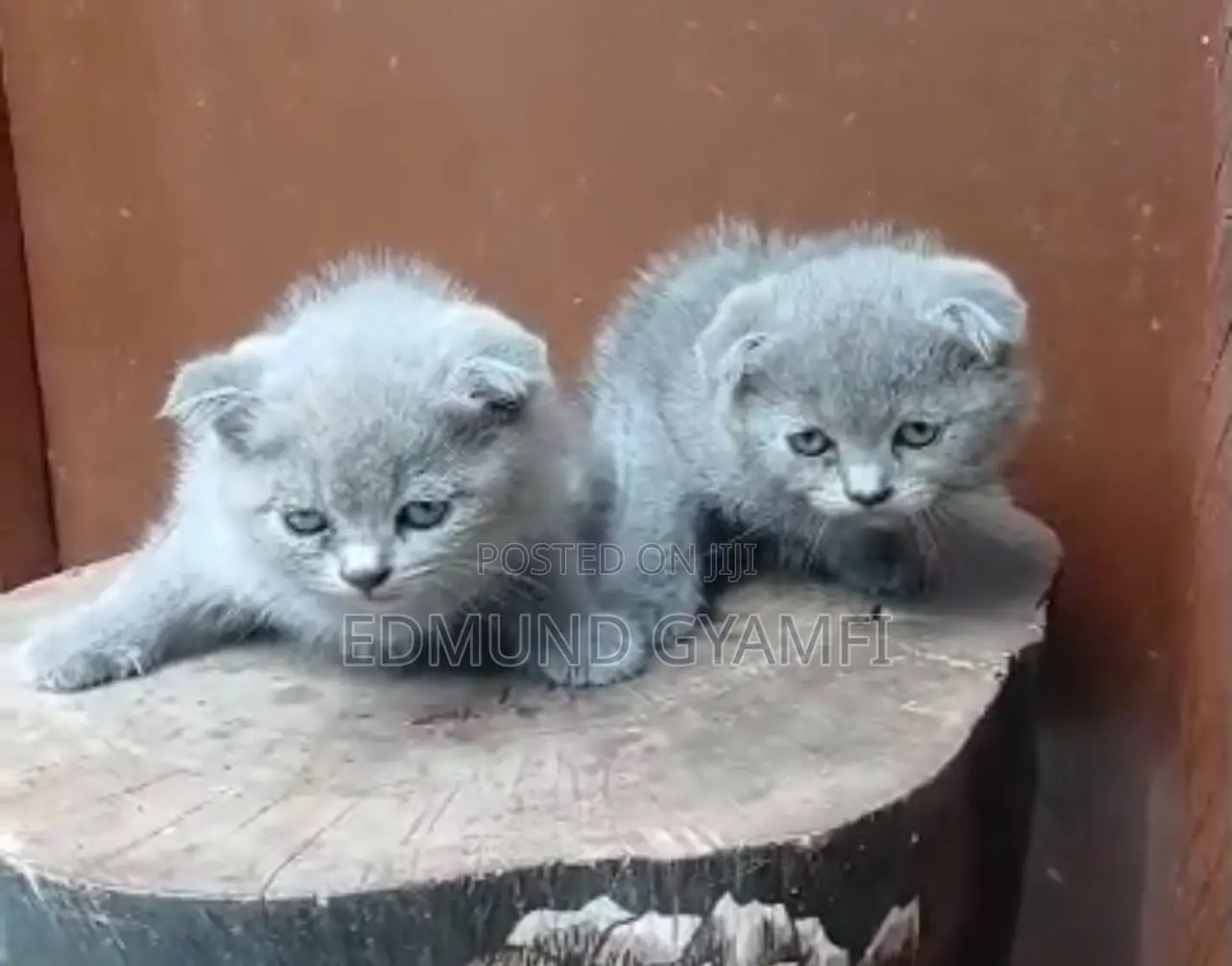 1-3 months Female Purebred Scottish Fold