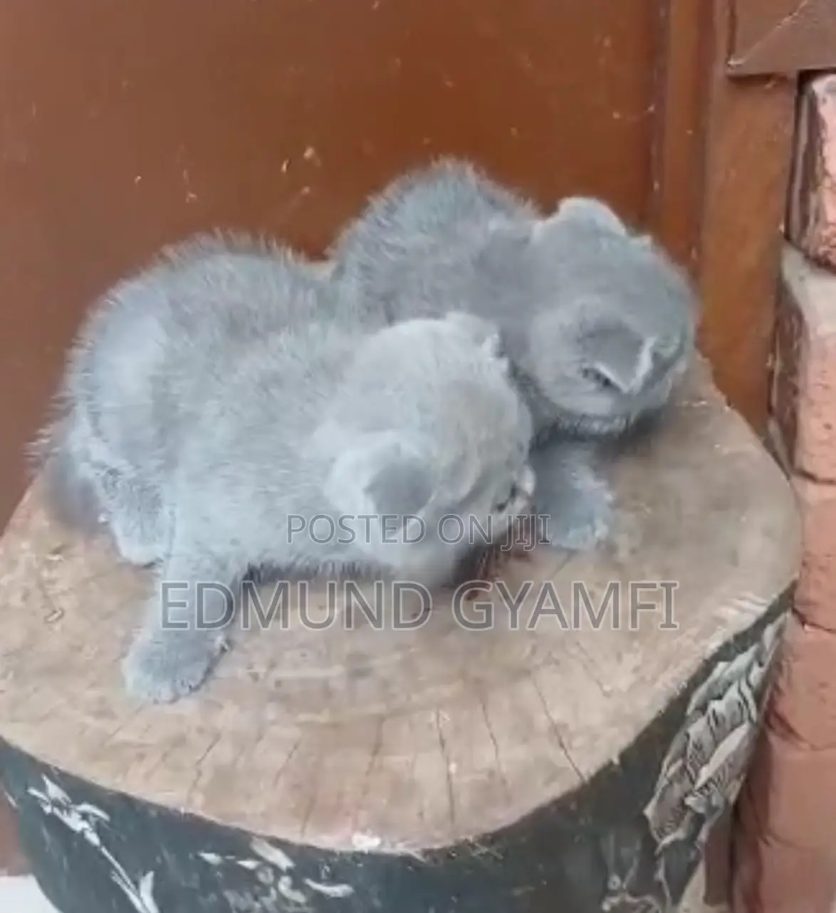 1-3 months Female Purebred Scottish Fold