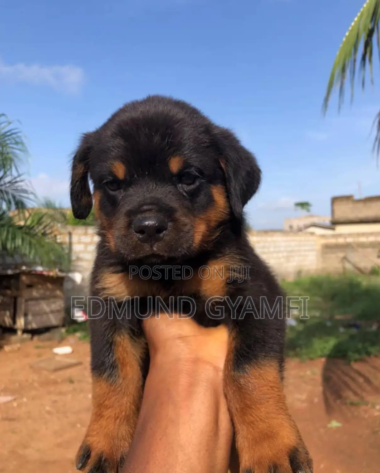 1-3 months Female Purebred Rottweiler