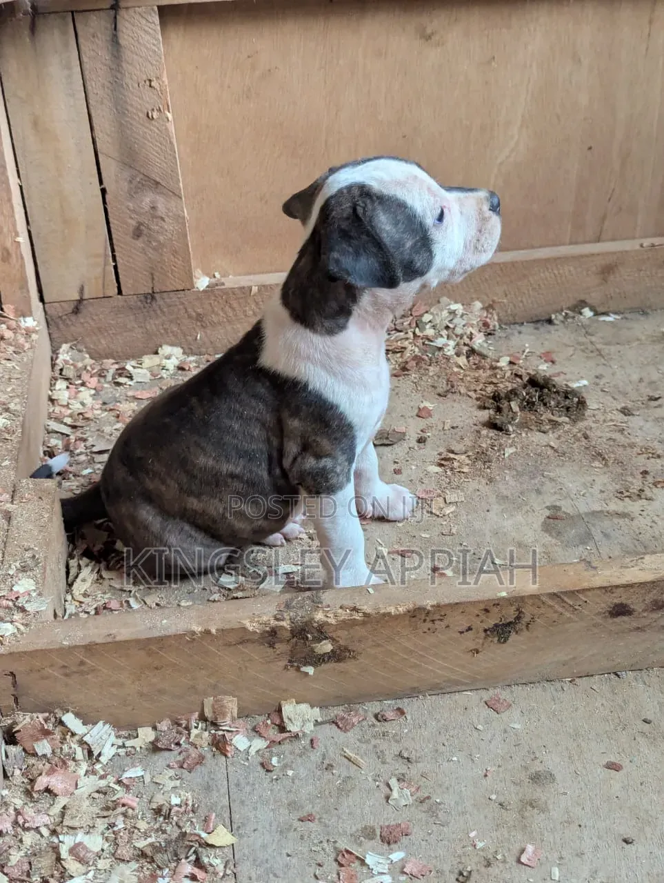 1-3 months Male Purebred American Pit Bull Terrier