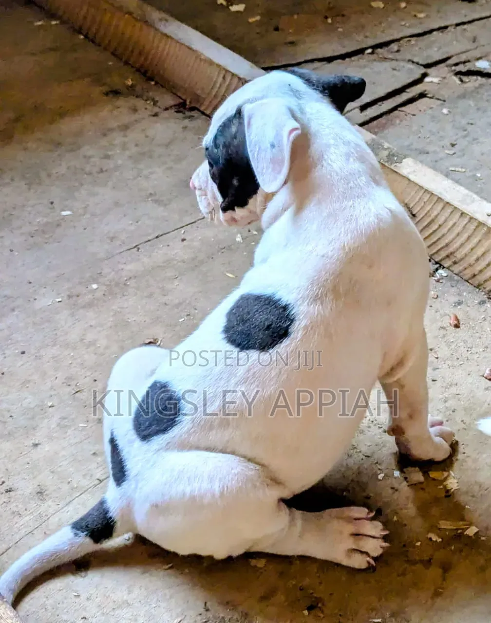 1-3 months Male Purebred American Pit Bull Terrier