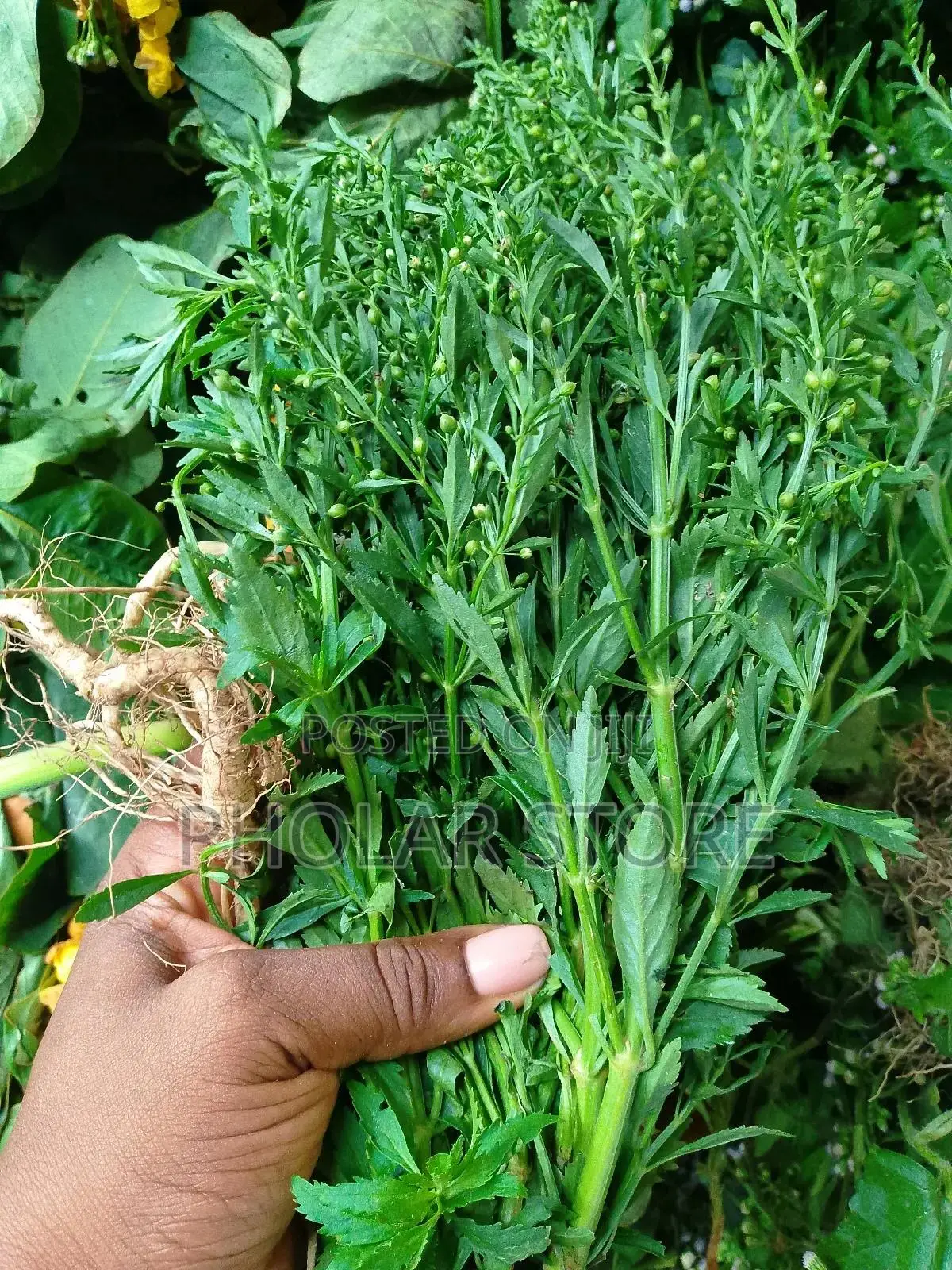 Fresh And Dried Herbs (Plants ) Are Available