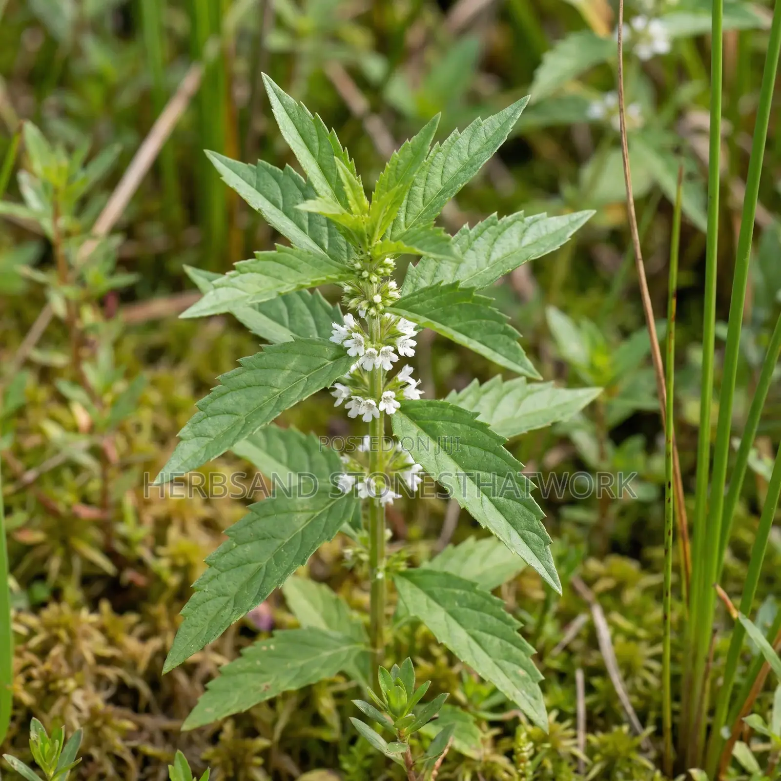 Bugleweed ~ Hyperthyroidism