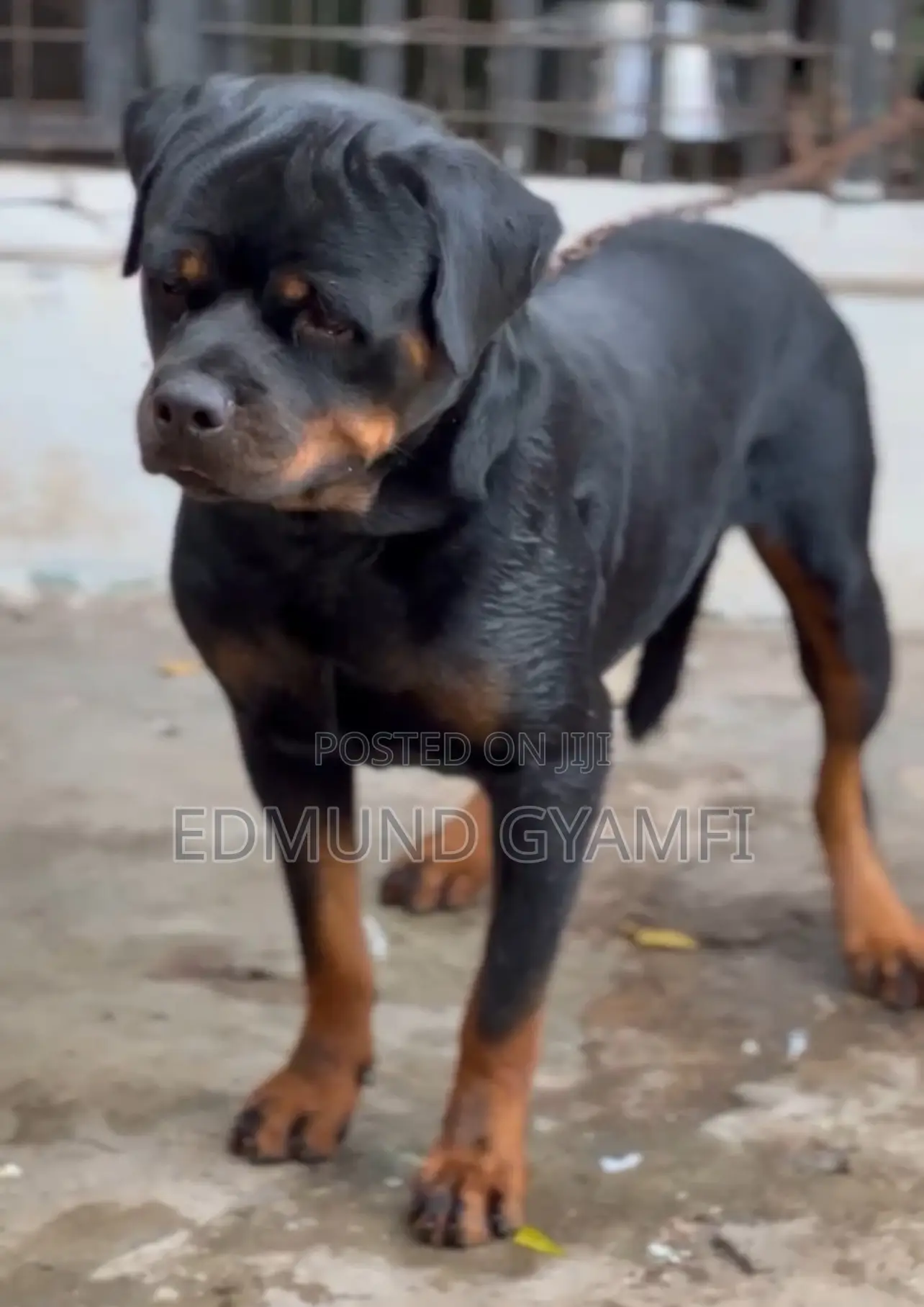 1+ year Male Purebred Rottweiler
