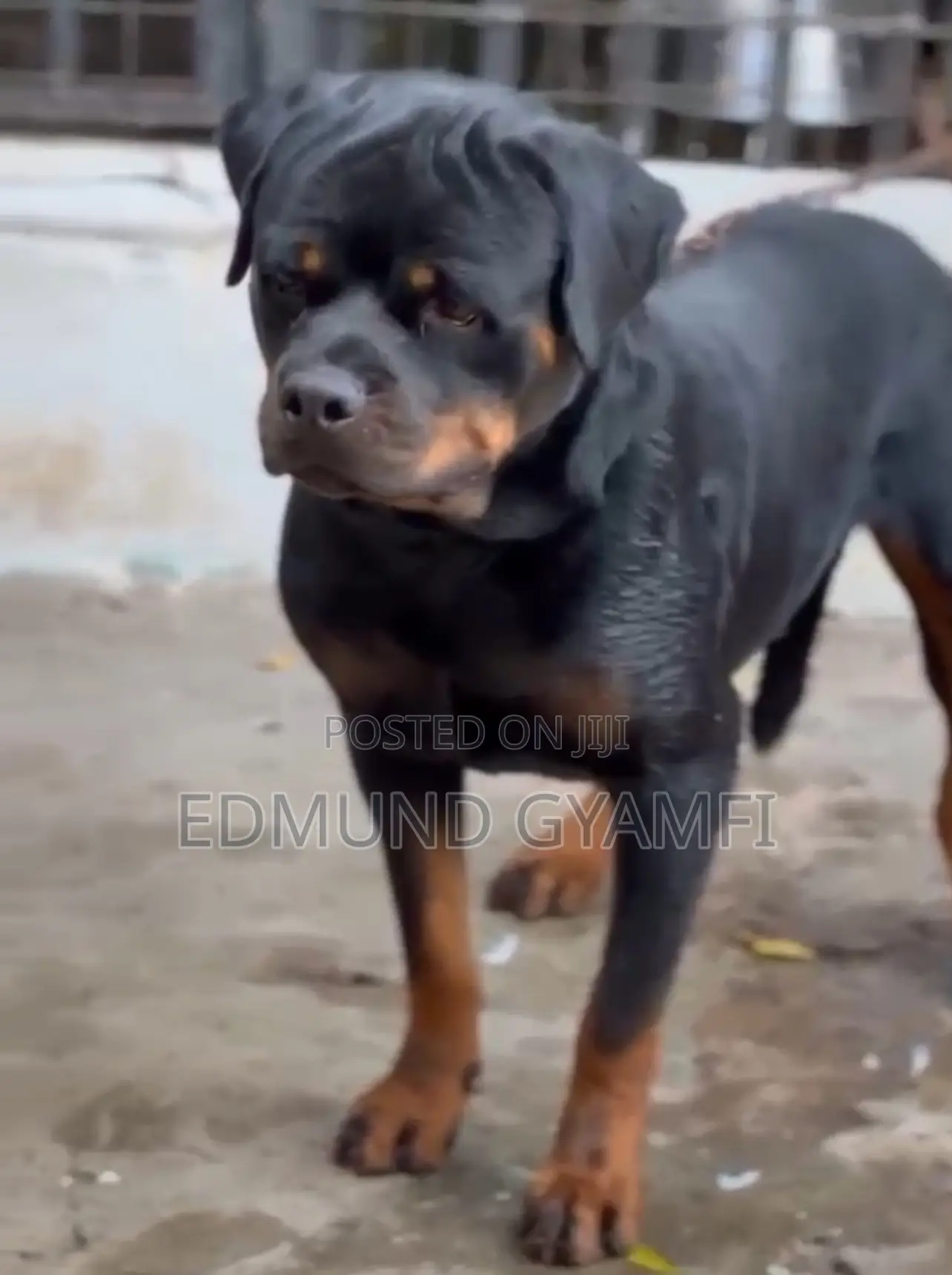 1+ year Male Purebred Rottweiler
