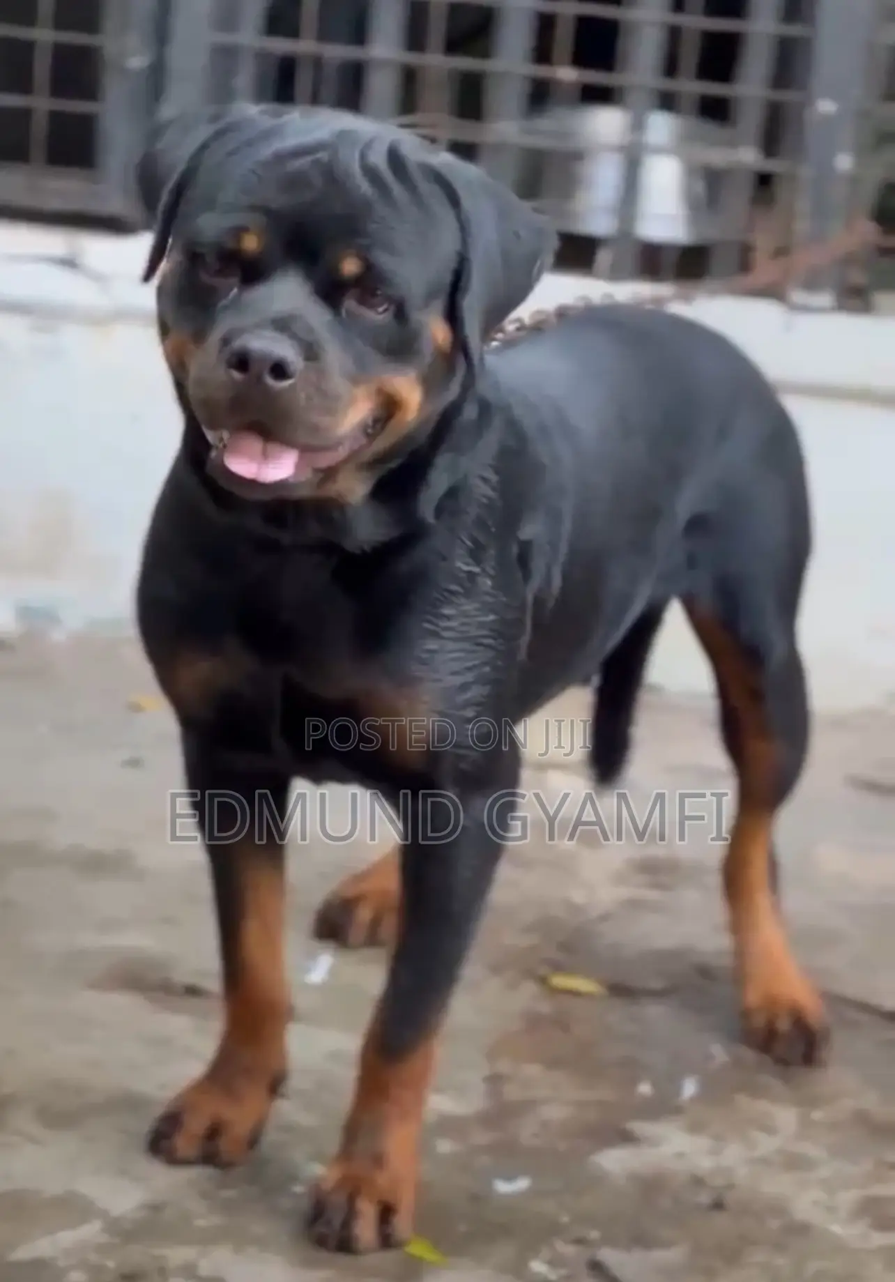 1+ year Male Purebred Rottweiler