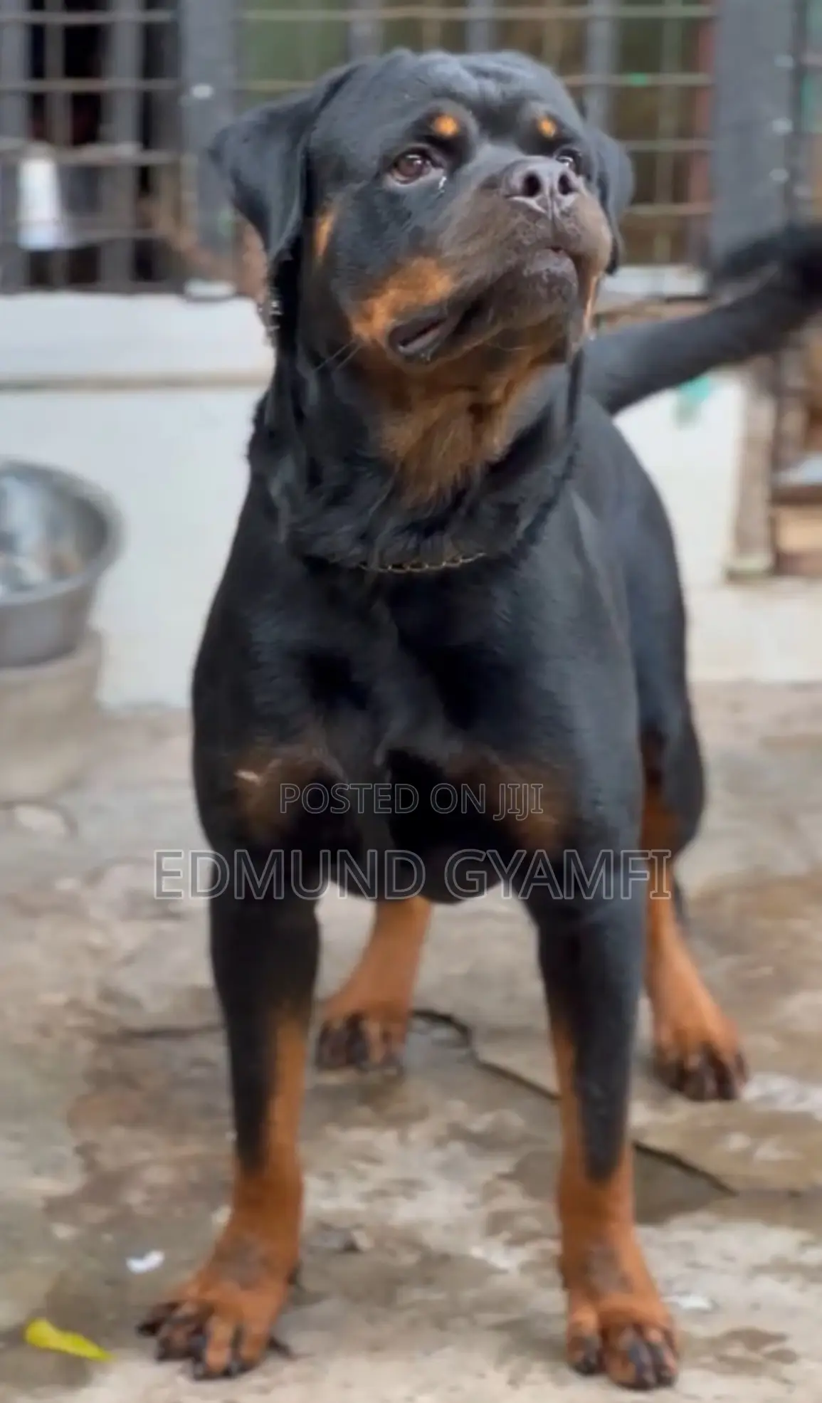 1+ year Male Purebred Rottweiler