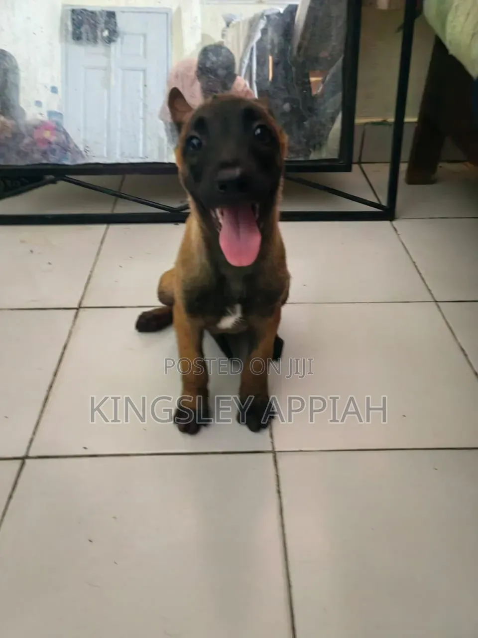 1-3 months Male Purebred Belgian Malinois