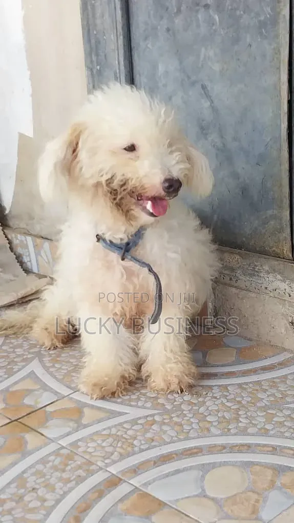 1+ year Female Purebred Maltese