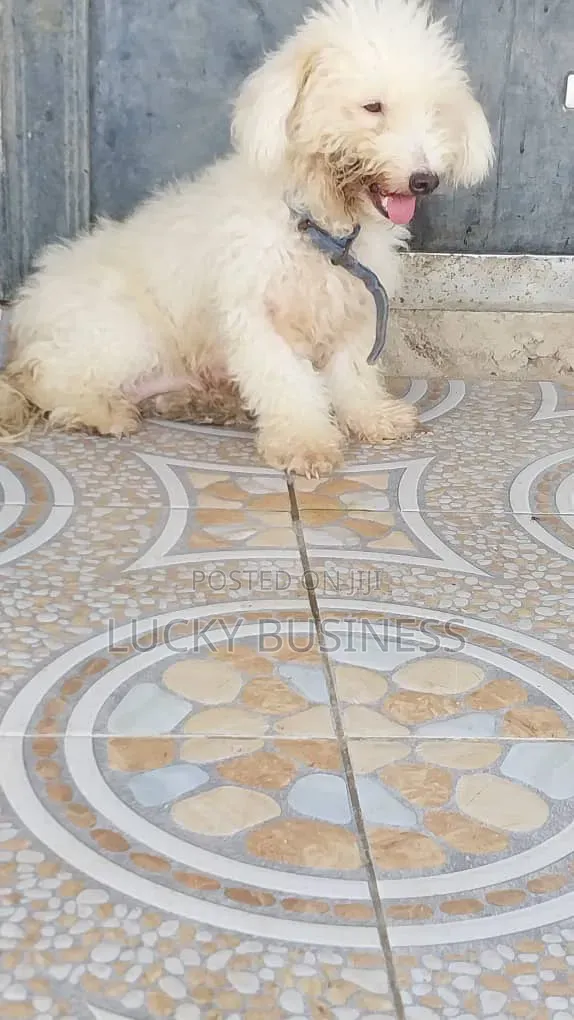 1+ year Female Purebred Maltese