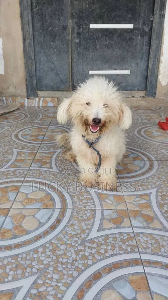 1+ year Female Purebred Maltese