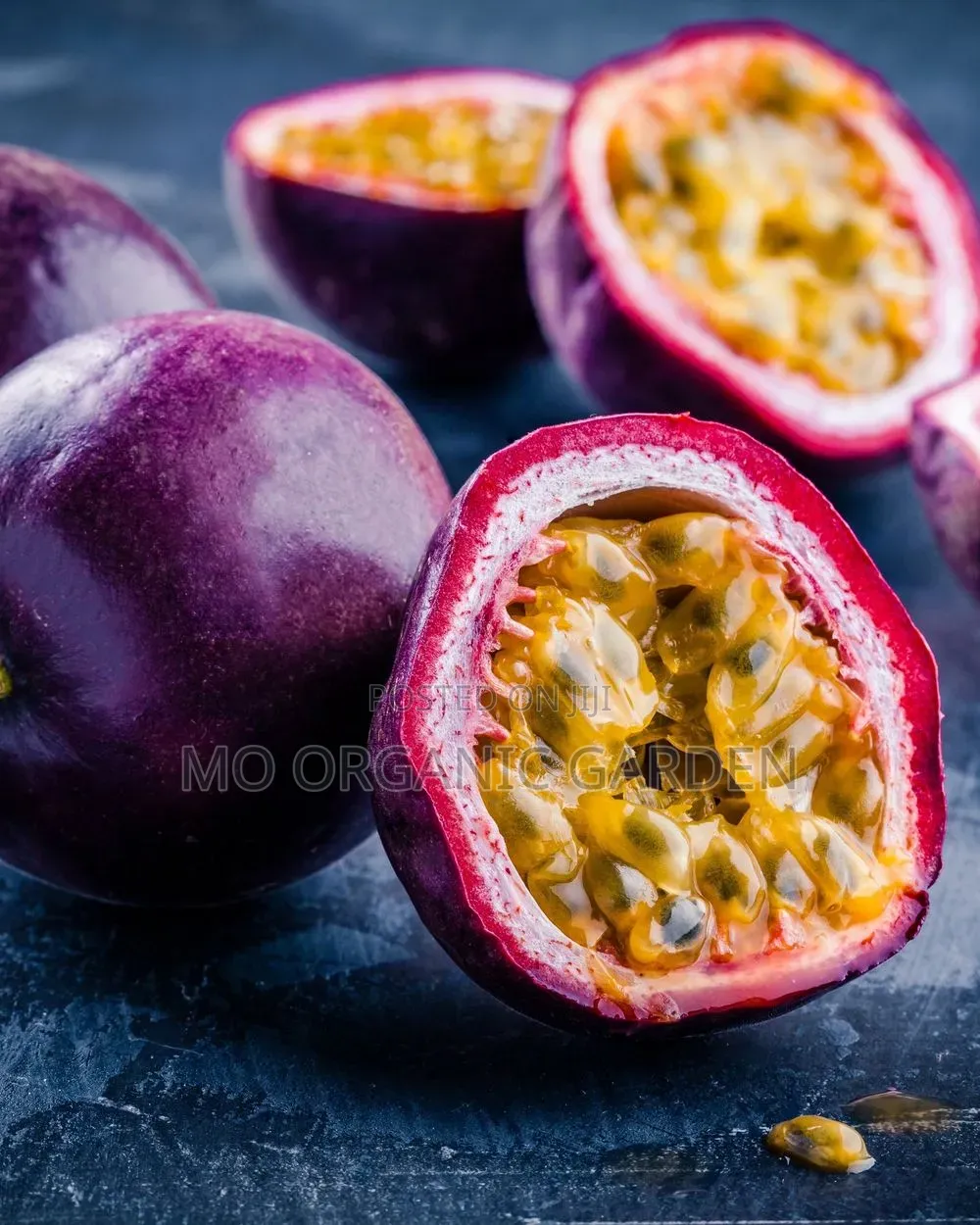 Purple Passion Plant