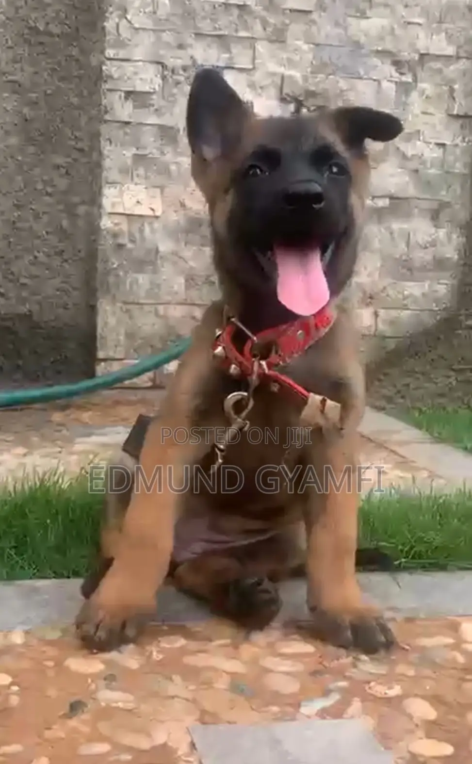 1-3 months Female Purebred Belgian Malinois