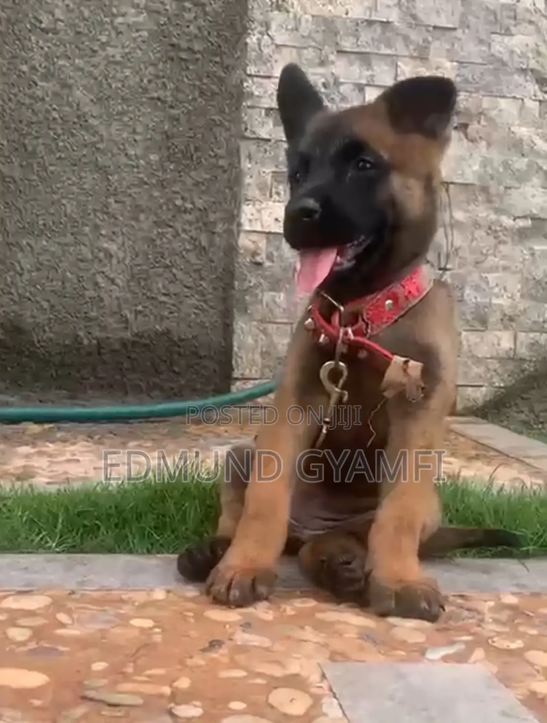 1-3 months Female Purebred Belgian Malinois
