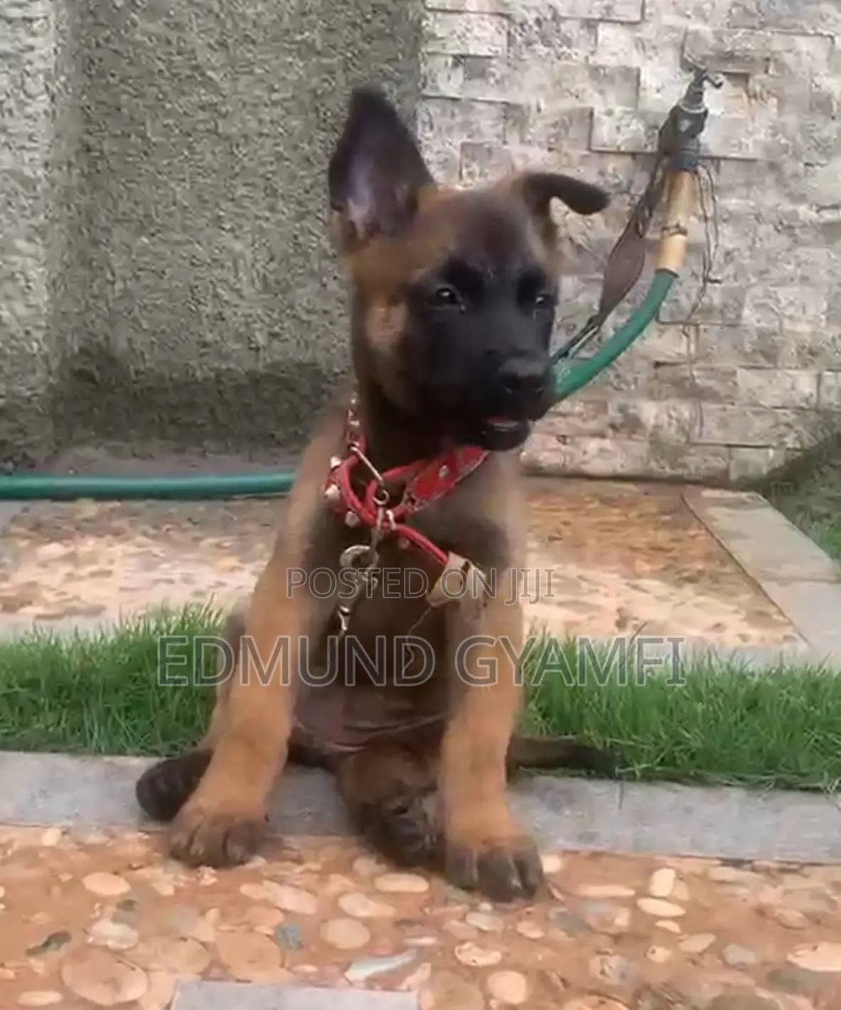 1-3 months Female Purebred Belgian Malinois