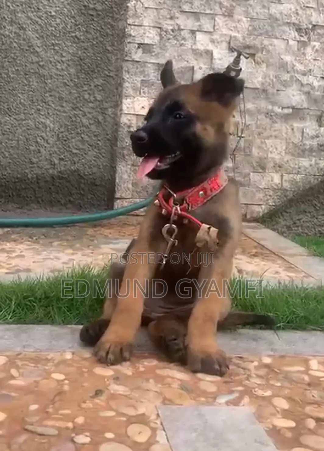 1-3 months Female Purebred Belgian Malinois