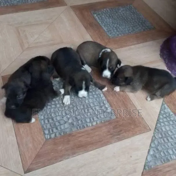 1-3 months Male Purebred Dog