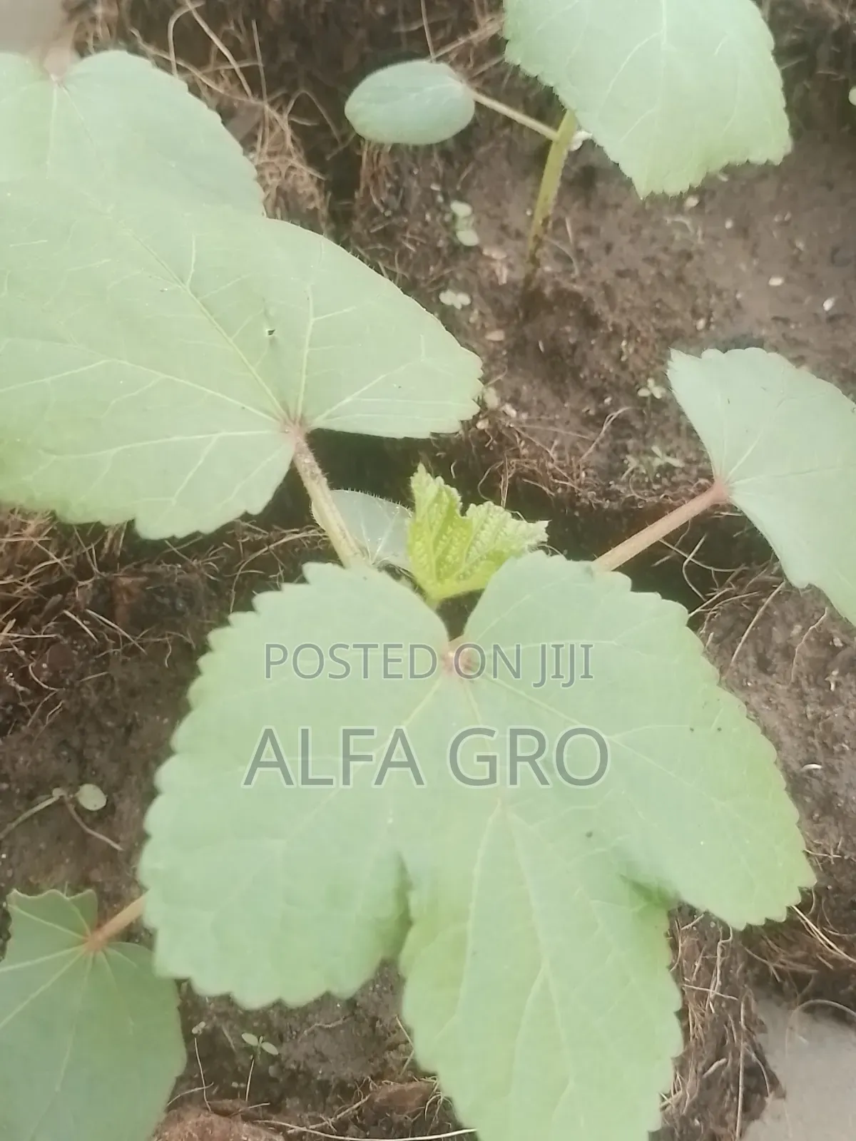 Okro Big Seedlings(Direct Transplant)