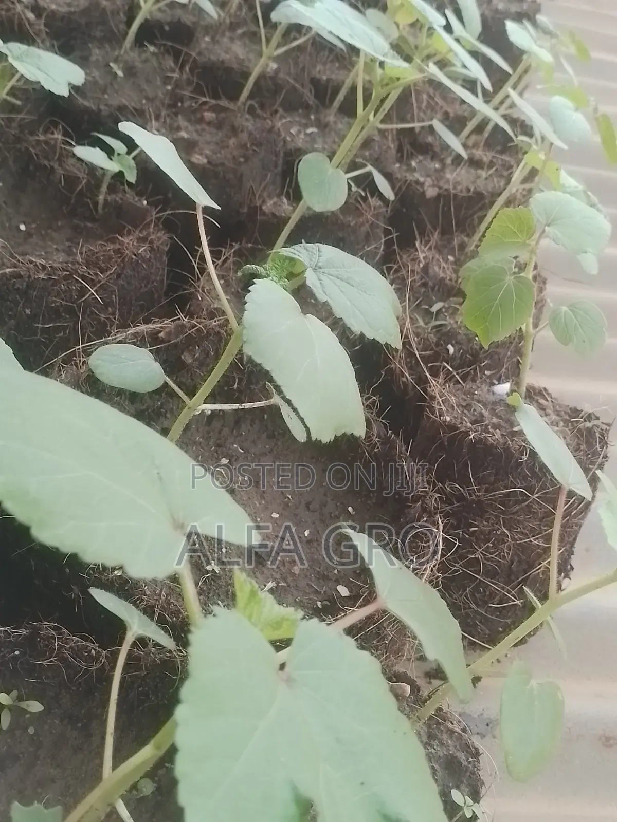 Okro Big Seedlings(Direct Transplant)
