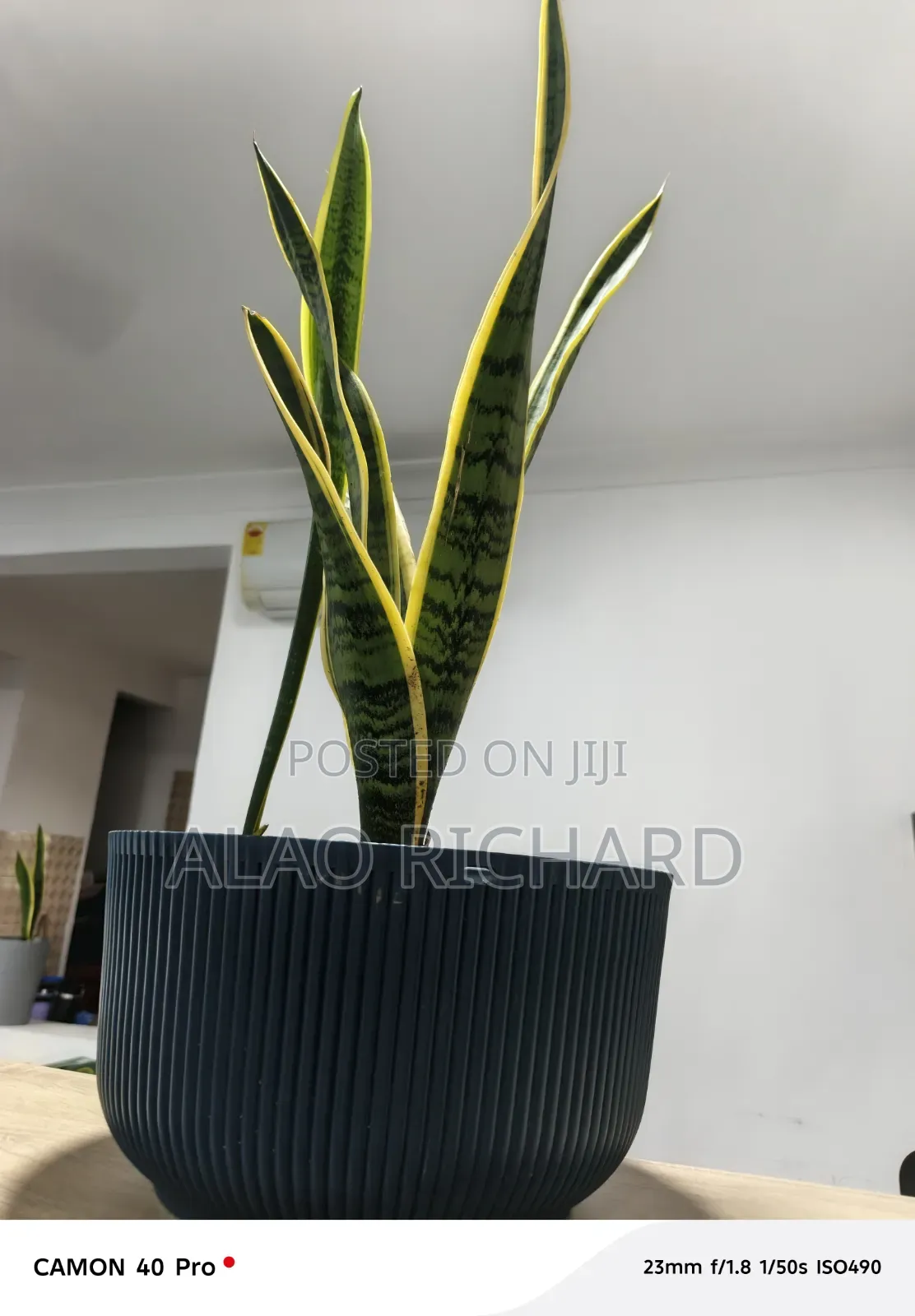 Snake Plant With Pot and Sea Pebbles