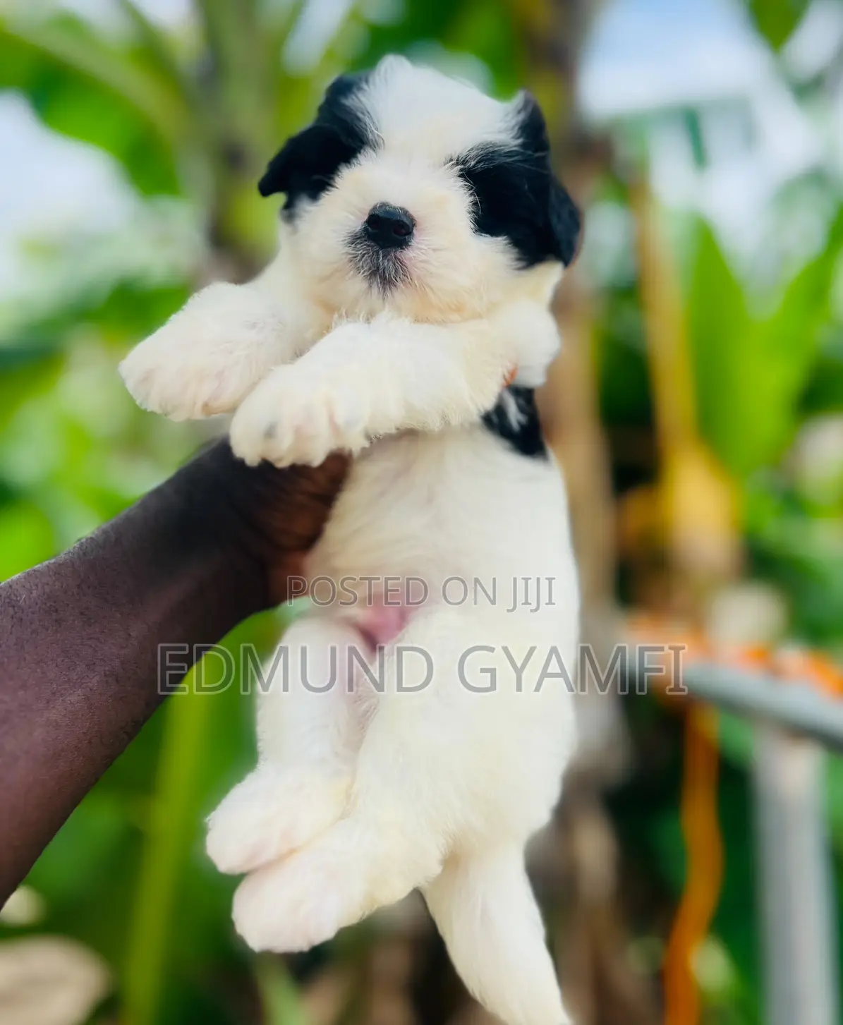 1-3 months Male Purebred Maltipoo