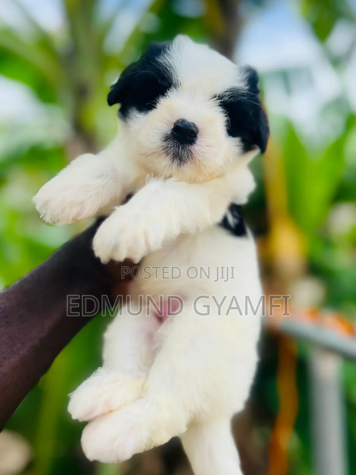 1-3 months Male Purebred Maltipoo
