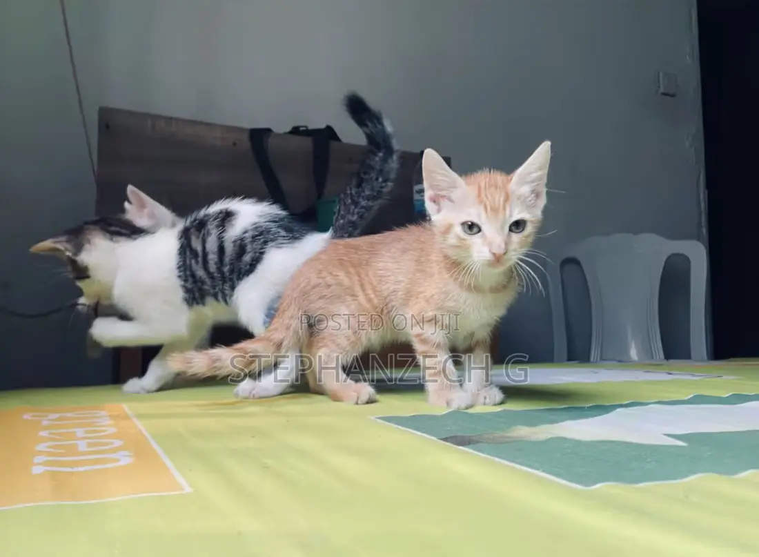 0-1 month Male Mixed Breed American Shorthair