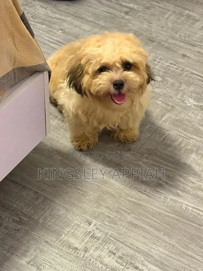 1-3 months Female Purebred Poodle