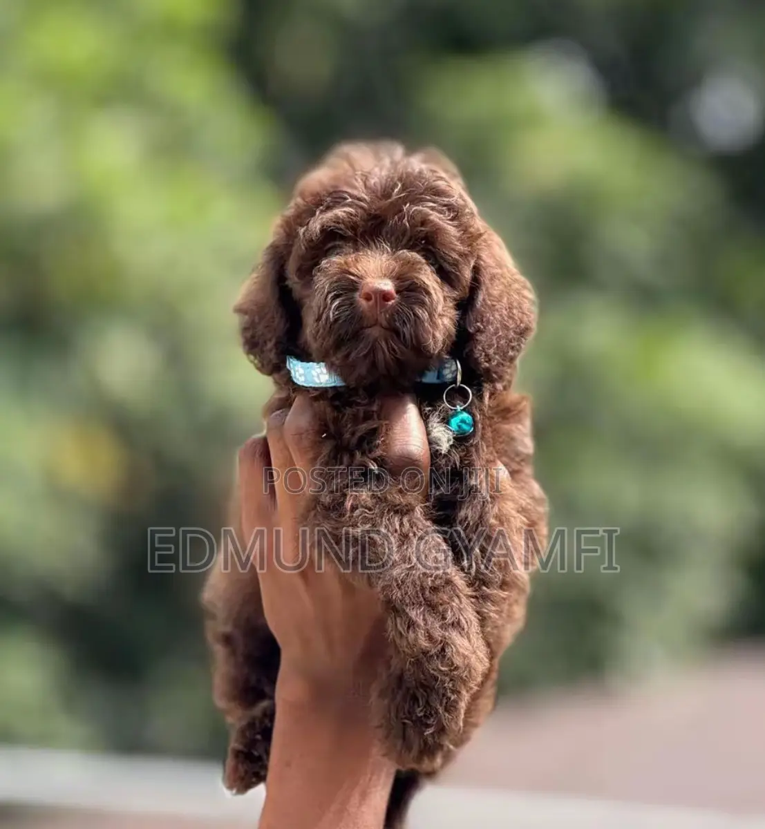 1-3 months Male Purebred Poodle