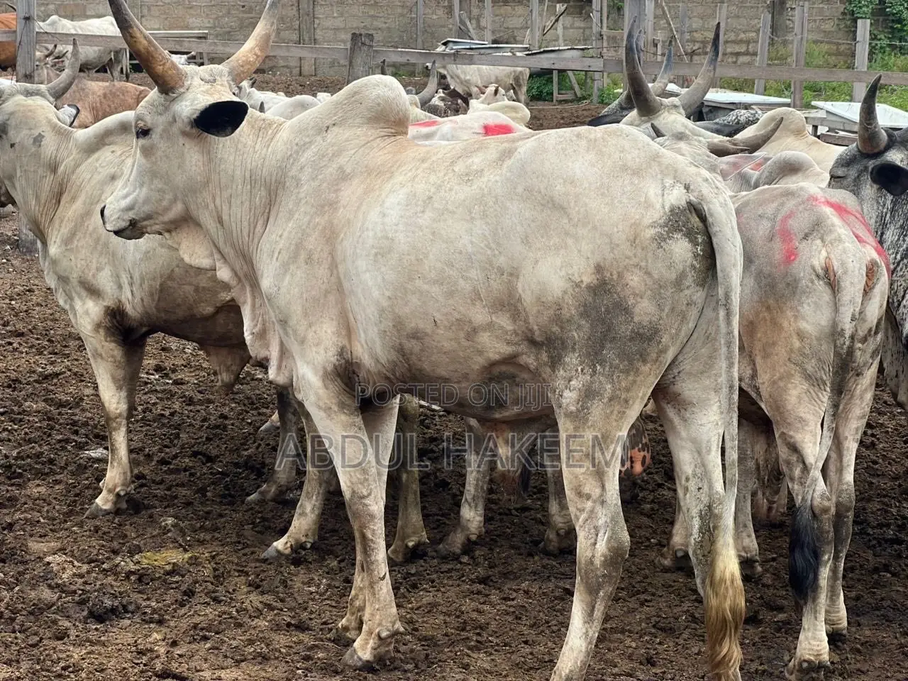 Hakeema Farm
