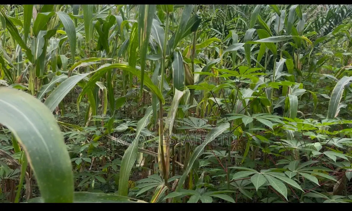 Fertile Farmlands for Sale