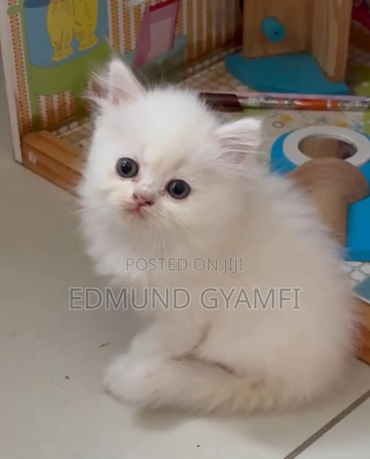 1-3 months Female Purebred Persian